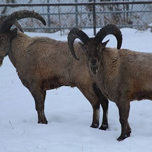 West Caucasian Tur - Nov 2012