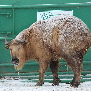 Sichuan Takin - Nov 2012
