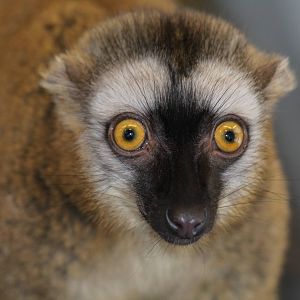 Red-fronted Lemur - Nov 2012