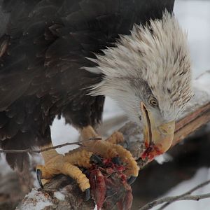 Bald Eagle  - Nov 2012
