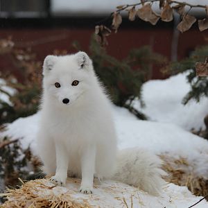 Arctic Fox - Nov 2012