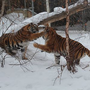 Amur Tiger - Nov 2012