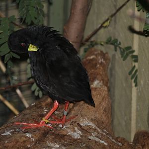 Black Crake - Nov 2012