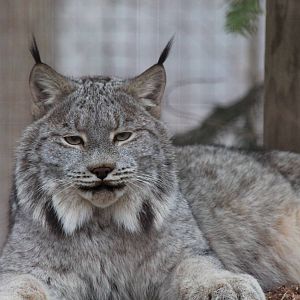 Canada Lynx - Nov 2012