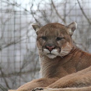Mountain Lion/ Cougar/ Puma - Nov 2012