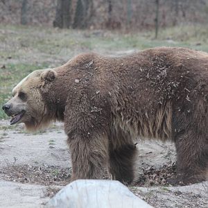 Grizzly Bear - Nov 2012
