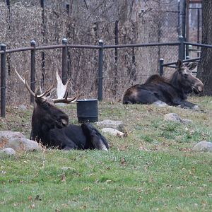 American Moose - Nov 2012