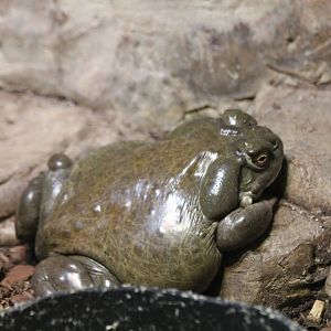 Colorado River Toad - Nov 2012
