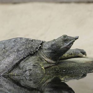 Eastern Spiny Softshell Turtle - Nov 2012