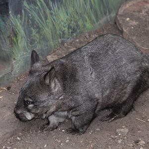 Southern Hairy-nosed Wombat - Nov 2012