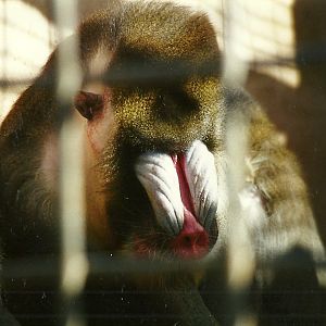 Mandrill 4th October 1995