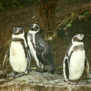 Humboldt's Penguins 19th November 1995
