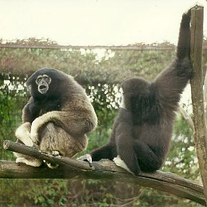 Gibbons 19th November 1995