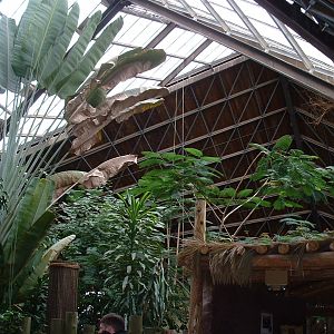 African Rainforest Pavilion - Nov 2012