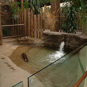 Pygmy Hippo Enclosure - Nov 2012