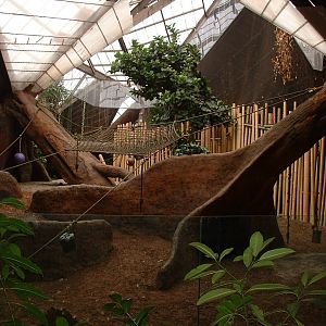 Western Lowland Gorilla Enclosure - Nov 2012