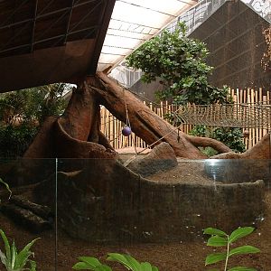 Western Lowland Gorilla Enclosure - Nov 2012