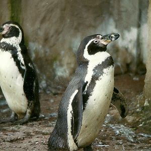 Humboldt's Penguins 14th February 1996