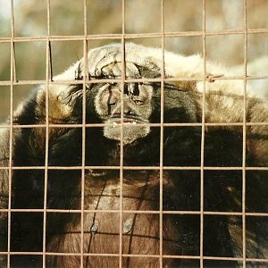 Hybrid Gibbon 14th February 1996