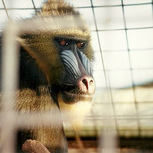 Mandrill 14th February 1996