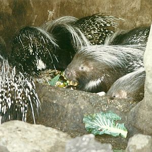 African Crested Porcupines 14th February 1996
