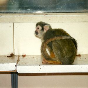 Squirrel Monkey 14th February 1996