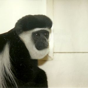 Black and White Colobus 14th February 1996