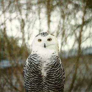 Snowy Owl 14th February 1996