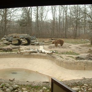 Grizzly Bear Enclosure - Nov 2012
