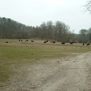 Wood Bison Enclosure - Nov 2012