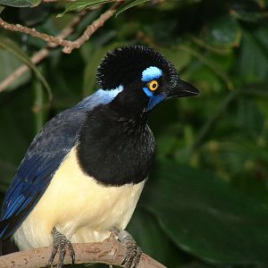 Plush Crested Jay - Nov 2012