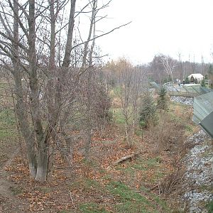 Arctic Wolf Enclosure - Nov 2012