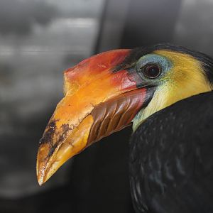 Wrinkled Hornbill - Nov 2012