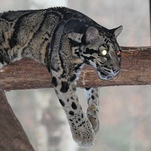 Clouded Leopard - Nov 2012