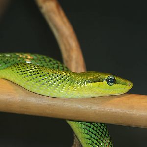 Red-tailed Green Rat Snake - Nov 2012