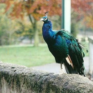 Indian Peafowl 1st November 2012
