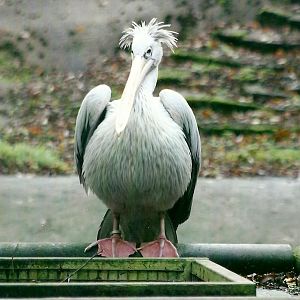 Pink-backed Pelican 1st November 2012
