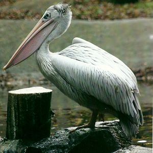 Pink-backed Pelican 1st November 2012
