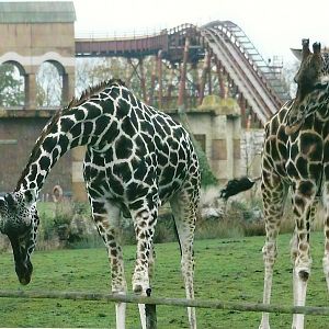 Hybrid Giraffes 1st November 2012