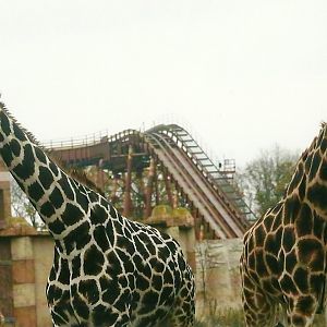 Hybrid Giraffes 1st November 2012