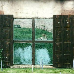 Lion viewing window 1st November 2012