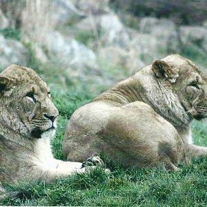 African Lions 1st November 2012