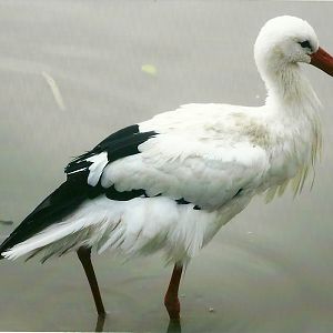 European White Stork 1st November 2012