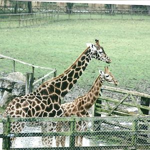 Hybrid Giraffes 1st November 2012