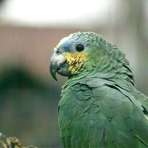 Orange-winged Amazon 1st November 2012