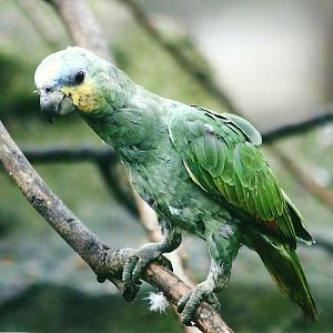 Young Orange-winged Amazon 1st November 2012