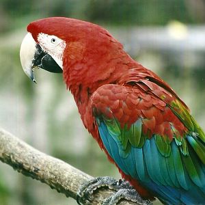 Green-winged Macaw 1st November 2012