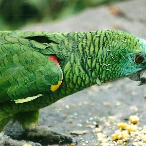 Blue-fronted Amazon 1st November 2012