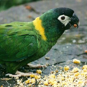 Yellow-collared Macaw 1st November 2012