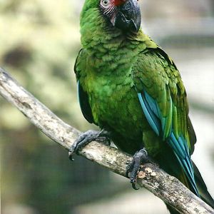 Military Macaw 1st November 2012